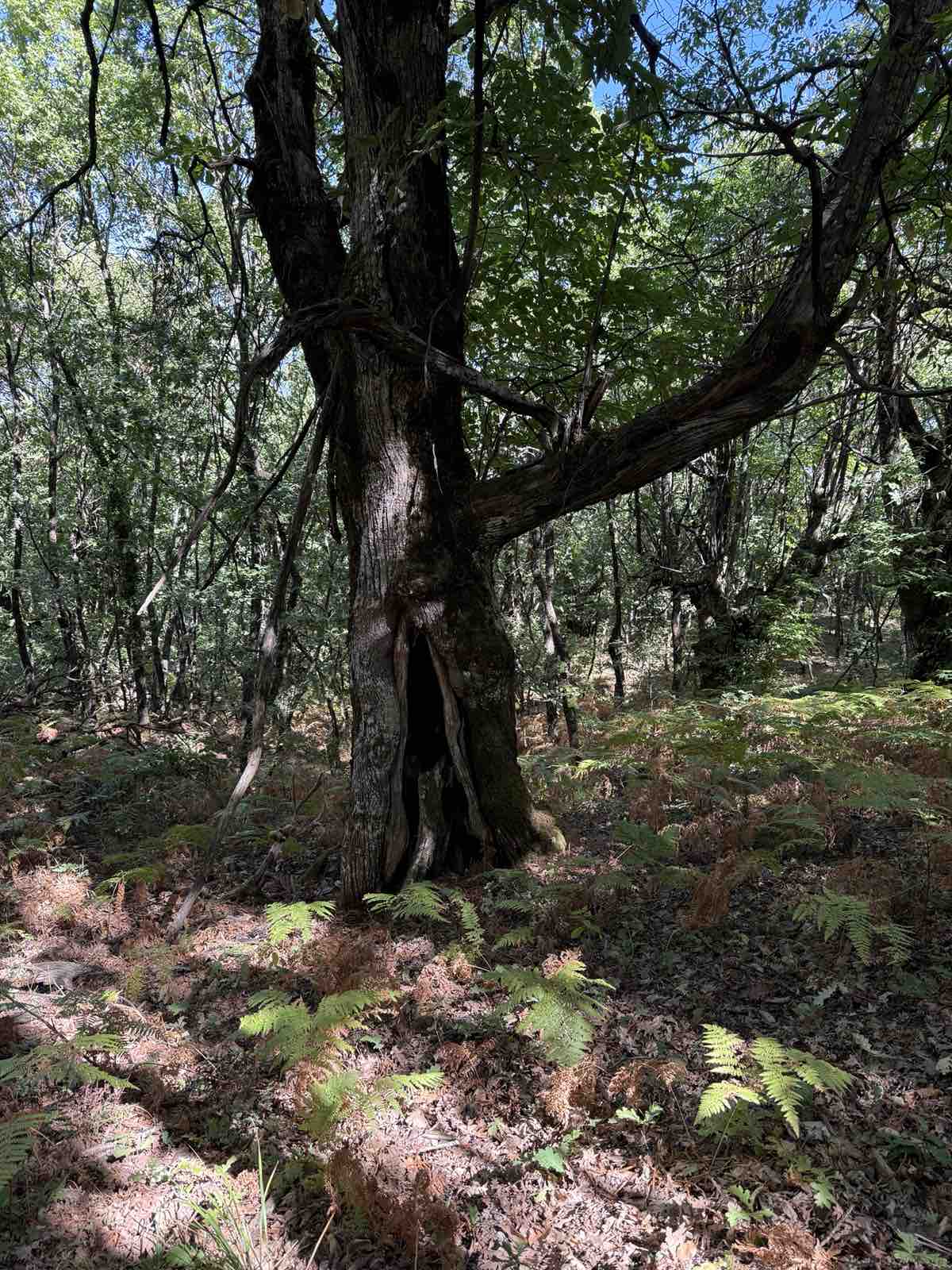 Αιωνόβια Καστανιά στον Αράκυνθο